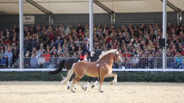 Warendorfer Hengstparade