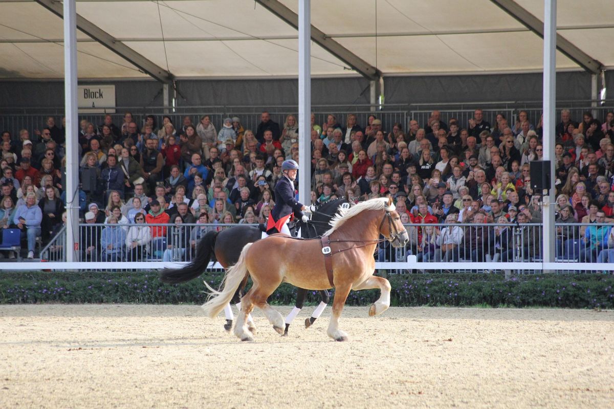 Warendorfer Hengstparade