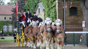 Warendorfer Hengstparade